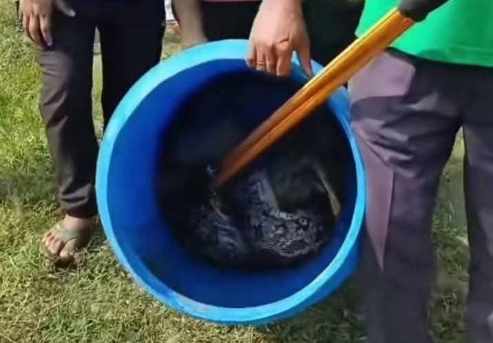 Giant python captured in J-K’s Rajouri